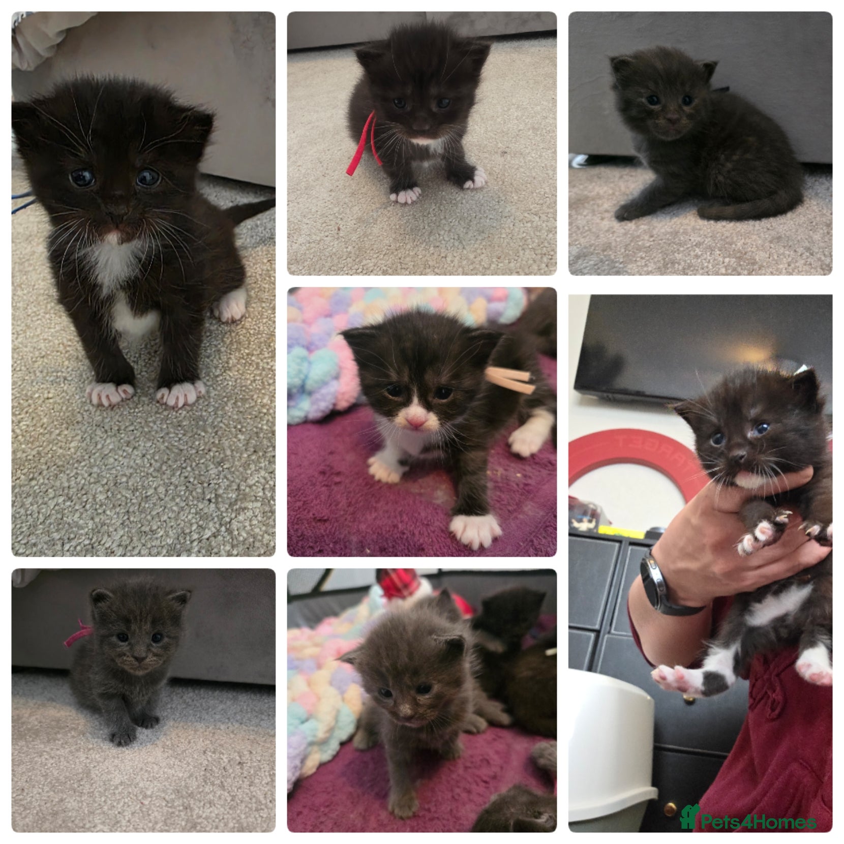 Maine Coon cats Mainecoon x babies - Advert 15