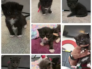 Maine Coon cats Mainecoon x babies - Advert 2