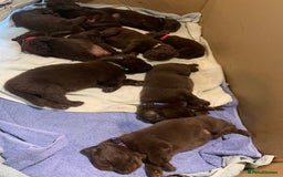 Newfoundland dogs for sale: ✨ Stunning Chocolate Newfoundland Puppies ✨ - Image 2
