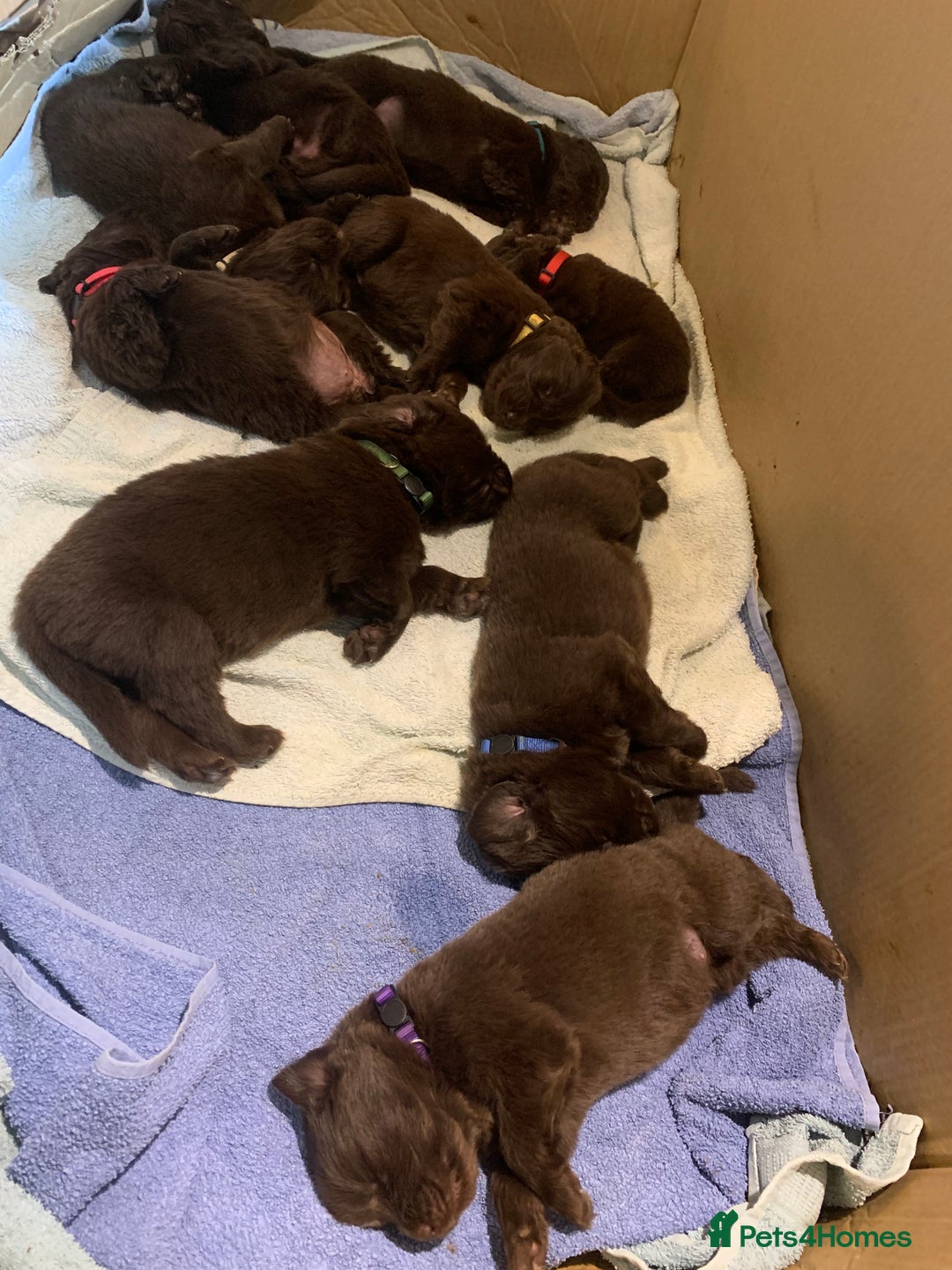 Newfoundland dogs for sale: ✨ Stunning Chocolate Newfoundland Puppies ✨ - Image 2