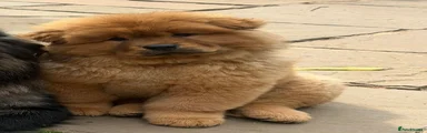 Chow Chow Puppy 2