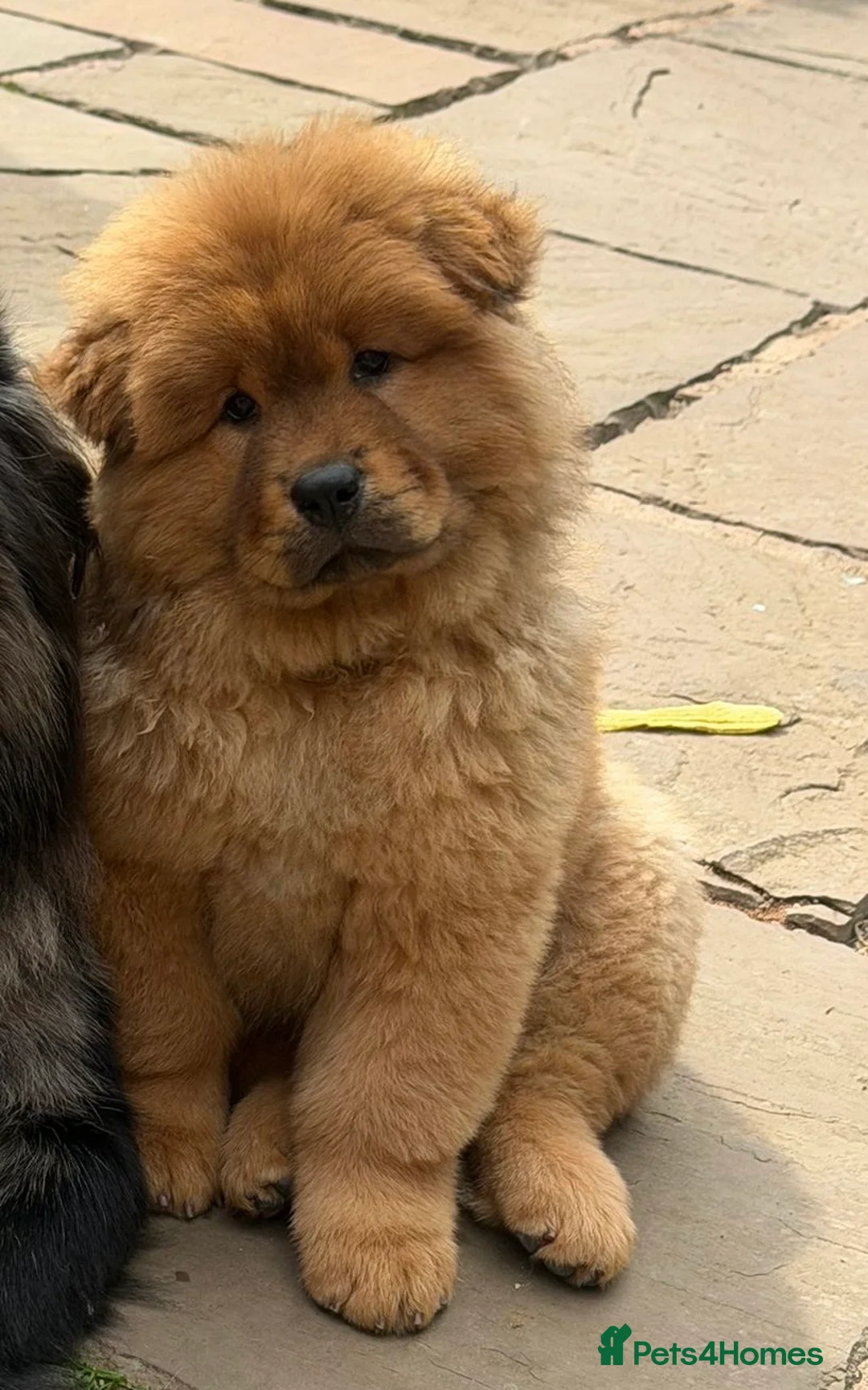 Chow Chow dogs for sale: Beautiful Chow Chow puppies  🐾❤️ in Manchester - Advert 2