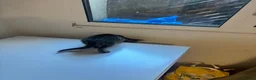 Mixed Breed cats for sale: 9 Adorable Mixed-Breed Kittens for Sale – £90  - Advert 18