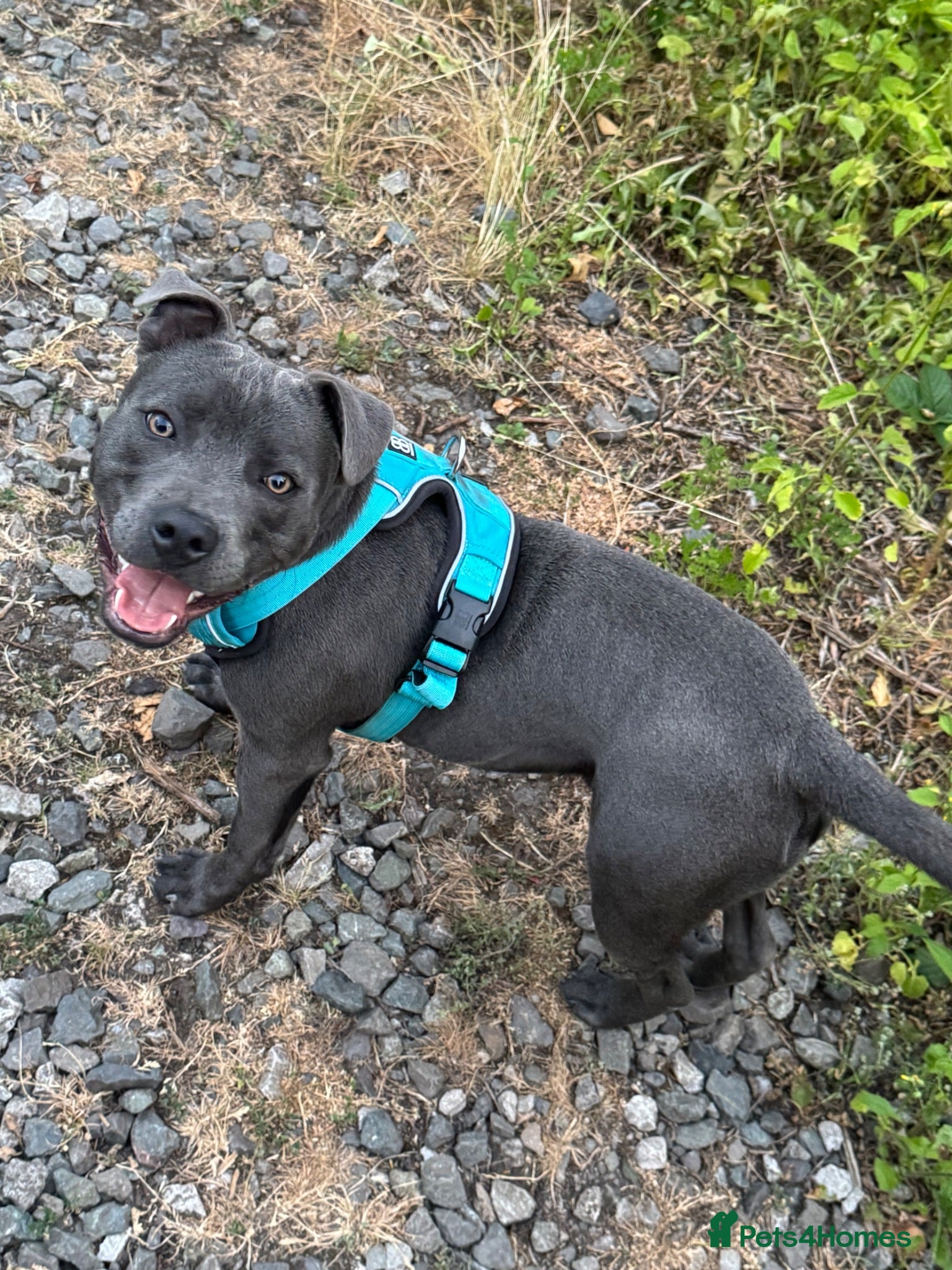 Staffordshire Bull Terrier dogs Male Staffordshire BullTerrier 8Months - Advert 1