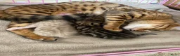Bengal cats for sale: Gorgeous Bengal kittens - Advert 5