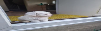 Bichon Frise 2