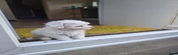 Bichon Frise dogs for sale: BICHON FRISE - Advert 7