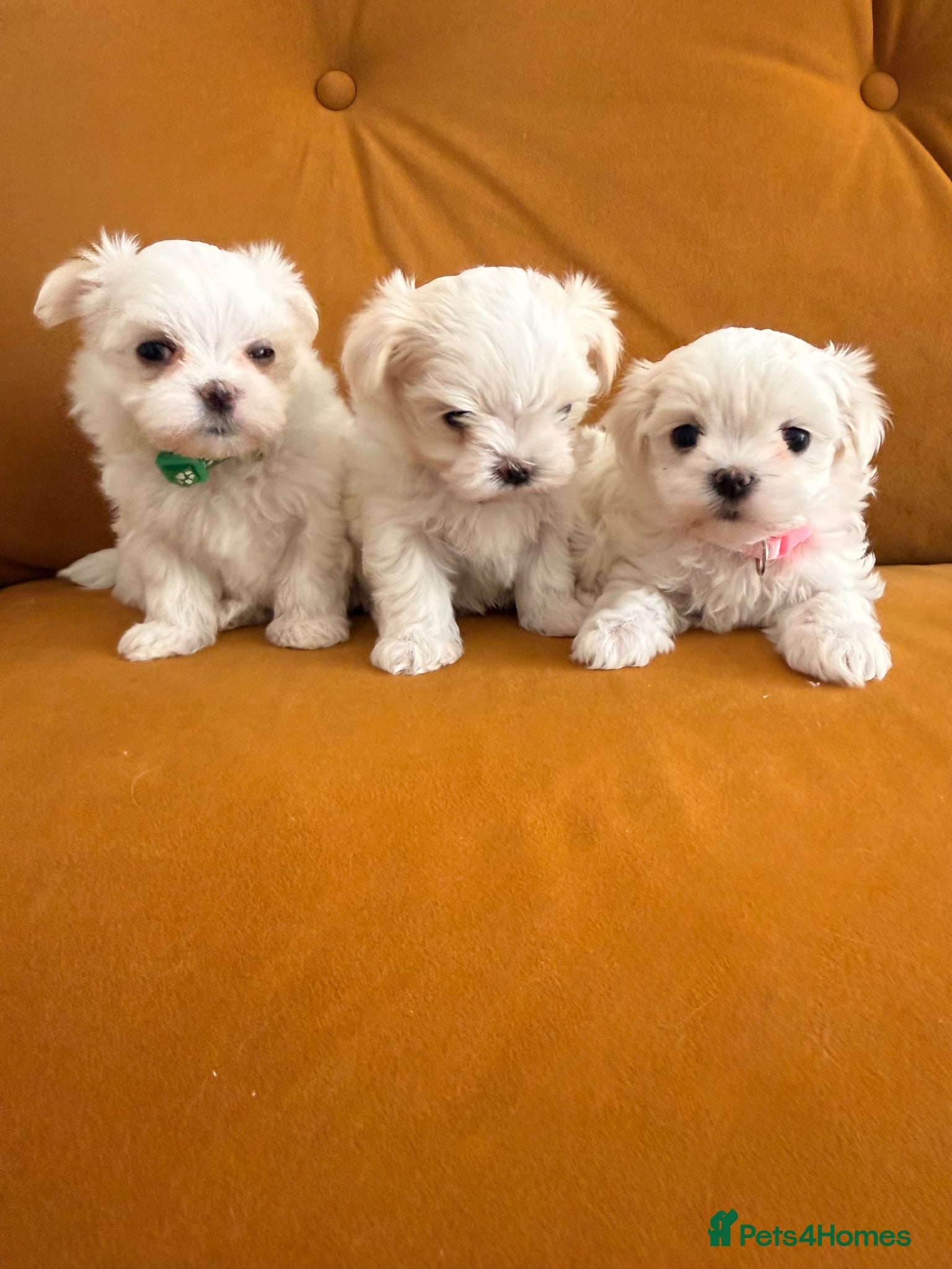 Maltese dogs Beautiful Korean Maltise puppies  - Advert 11