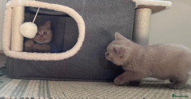 British Shorthair cats - Advert 3