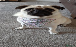 Pug dogs for sale: Porscha requires new home as moving abroad  - Image 7