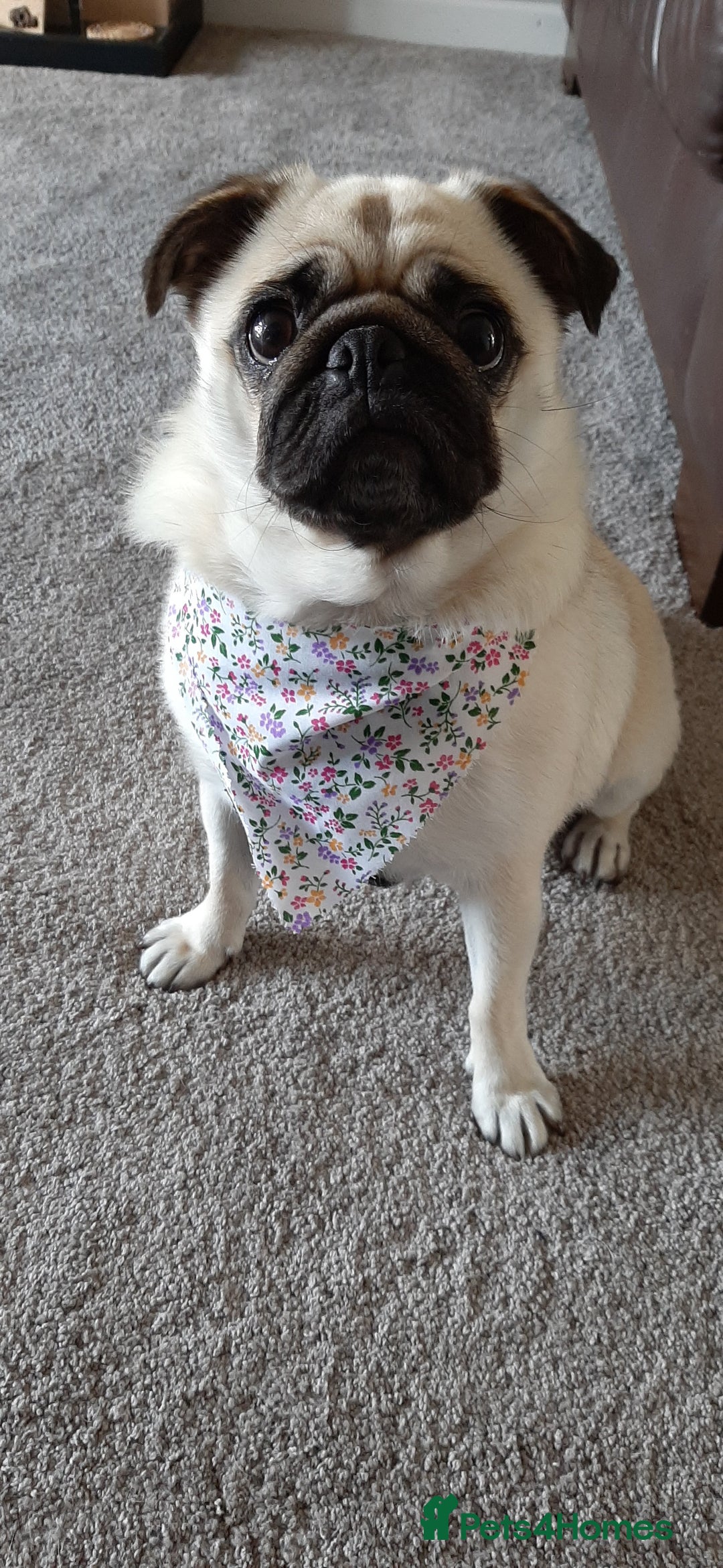Pug dogs for sale: Porscha requires new home as moving abroad  - Image 7