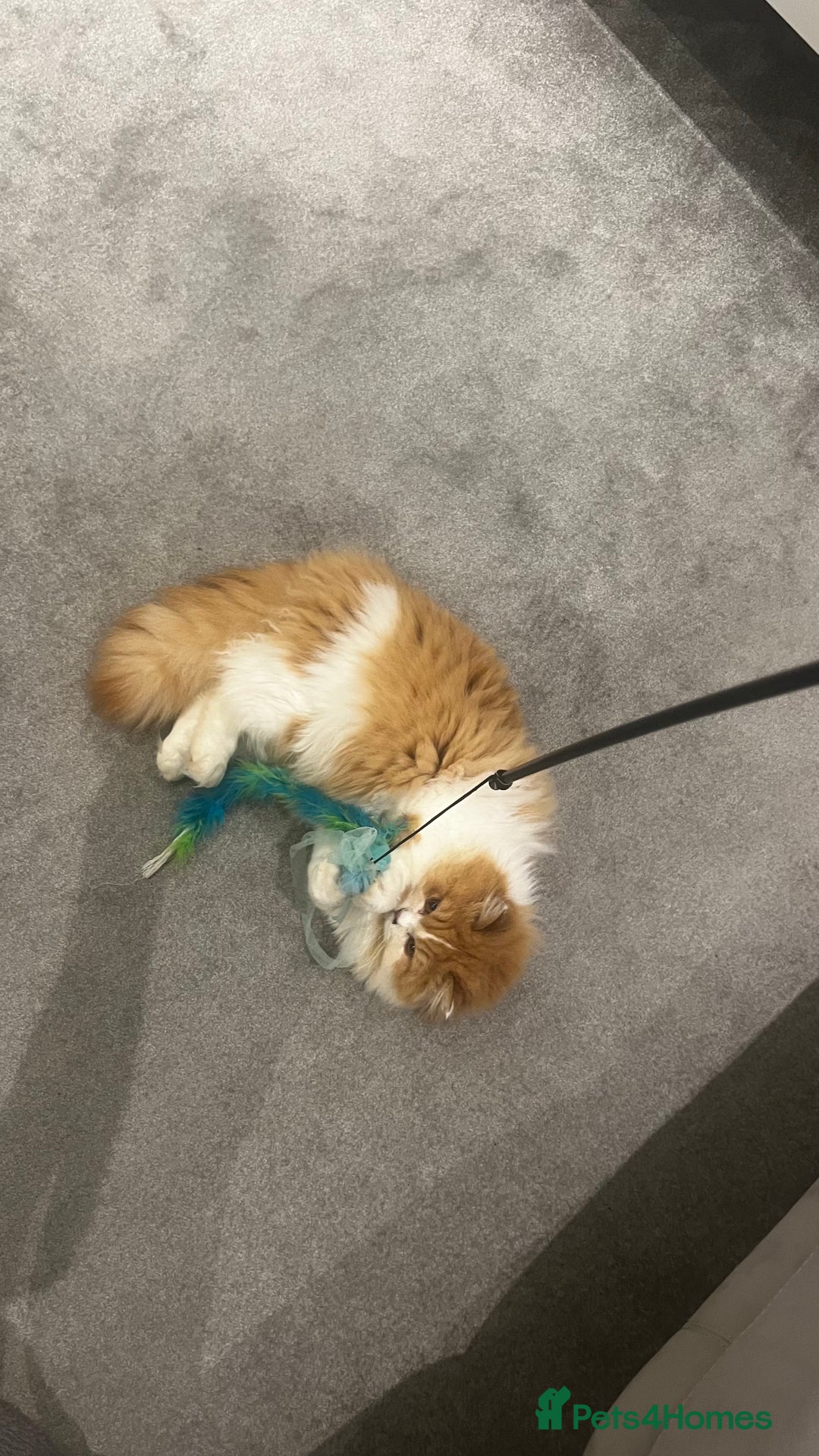 British Longhair cats for sale: British Longhair Pedigree Male – Rehoming - Advert 5