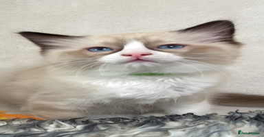 Ragdoll cats - Advert 4