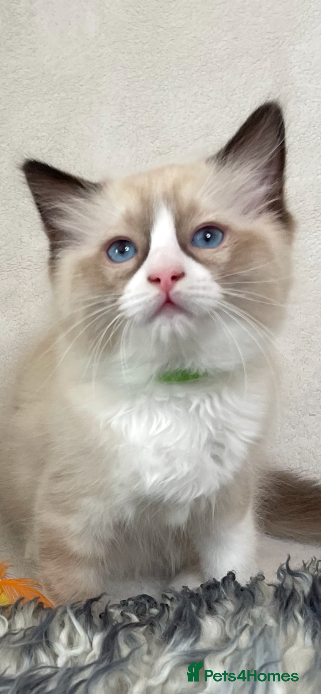 Ragdoll cats for sale: Premium Ragdoll Kittens  Beautiful TICA Registered - Image 3