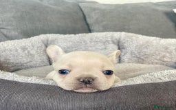 French Bulldog dogs for stud: 🌟🔥LILAC PLATINUM KC REG FRENCH BULLDOG STUD🔥🌟 in Uxbridge - Image 29