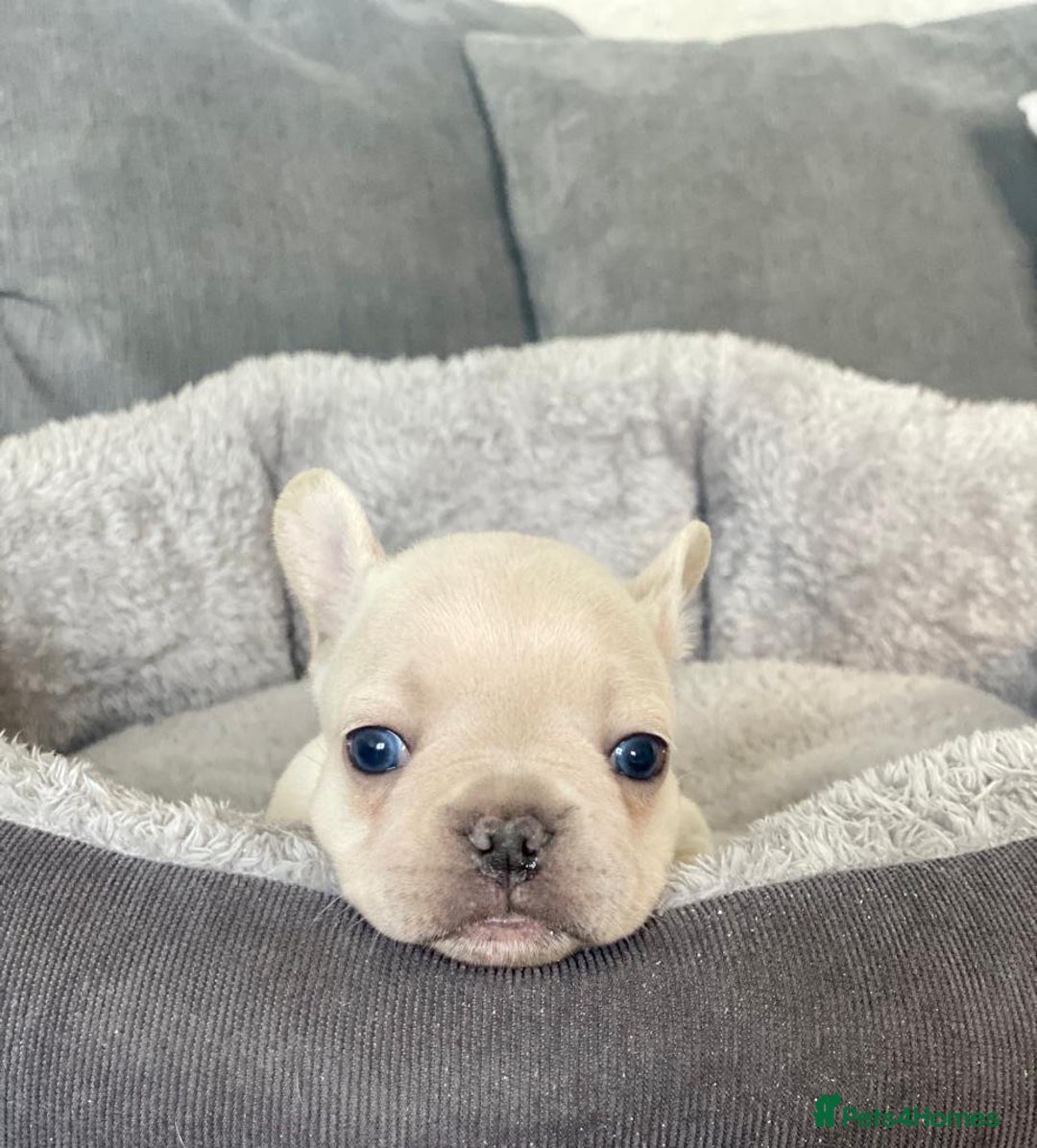 French Bulldog dogs for stud: 🌟🔥LILAC PLATINUM KC REG FRENCH BULLDOG STUD🔥🌟 in Uxbridge - Image 29