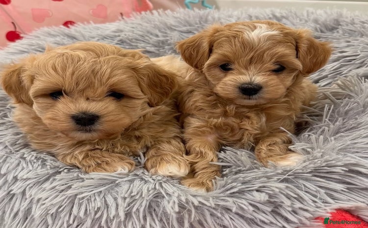 Maltipoo dogs Beautiful tiny Maltipoo puppies Ready to go - Advert 1