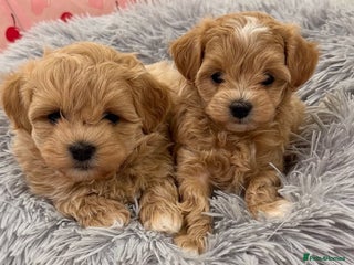 Maltipoo dogs Beautiful tiny Maltipoo puppies Ready to go - Advert 1