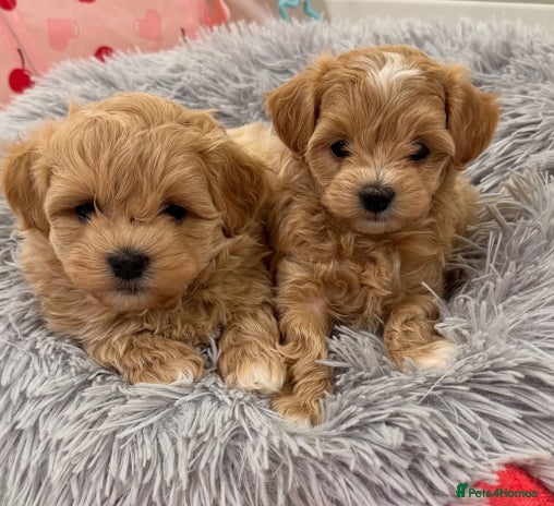 Maltipoo dogs Beautiful tiny Maltipoo puppies Ready to go - Advert 1
