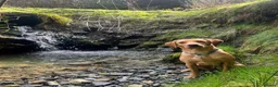Labrador Retriever dogs for sale: Labrador retriever puppies for sale  - Advert 1