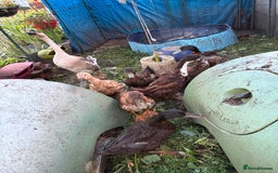 Ducks poultry for sale: female ducks  - Image 2