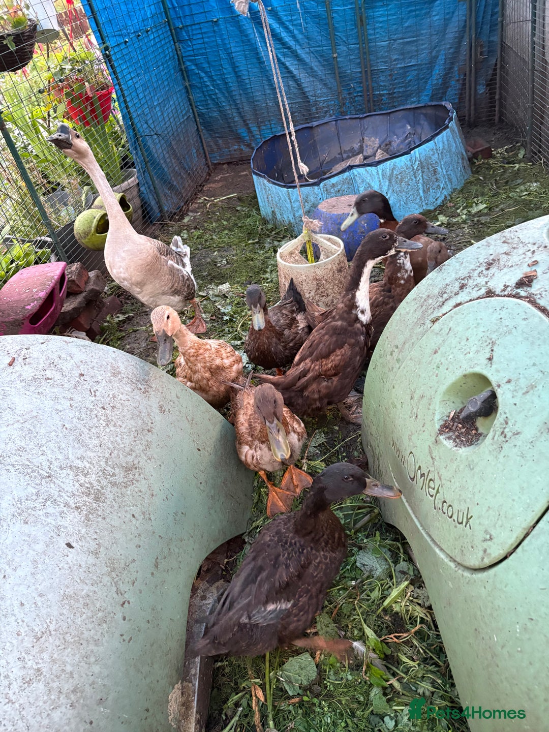 Ducks poultry for sale: female ducks  - Image 2