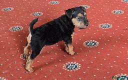 Lakeland Terrier dogs for sale: Lakeland terrier pups  - Image 1