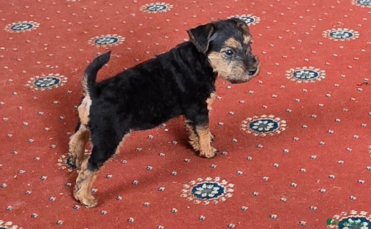 Lakeland Terrier dogs - Advert 1
