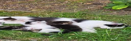 British Longhair cats for sale: Kittens  - Advert 1