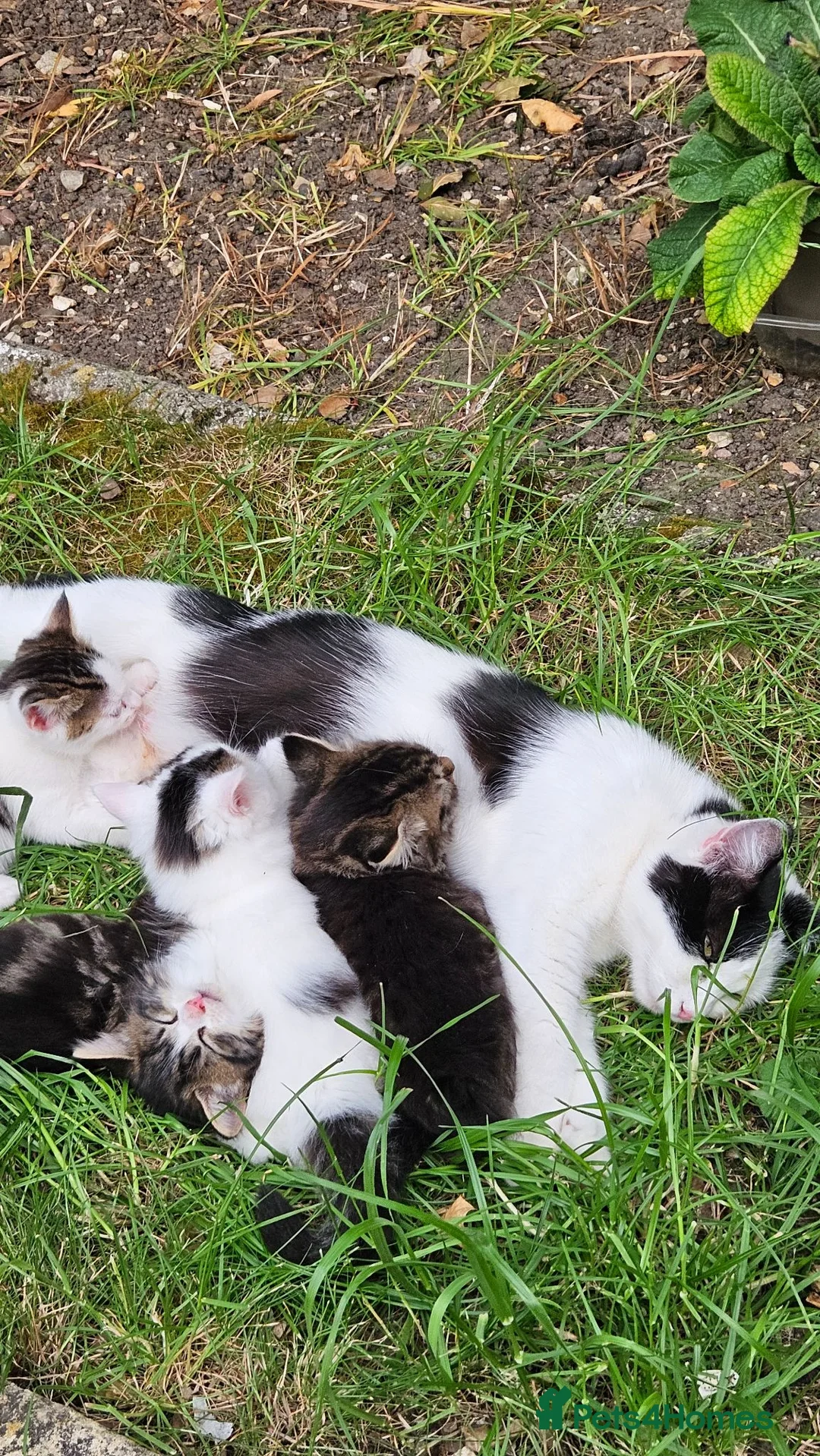 British Longhair cats for sale: Kittens  - Advert 1
