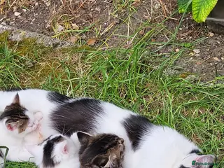 British Longhair cats Kittens - Advert 16