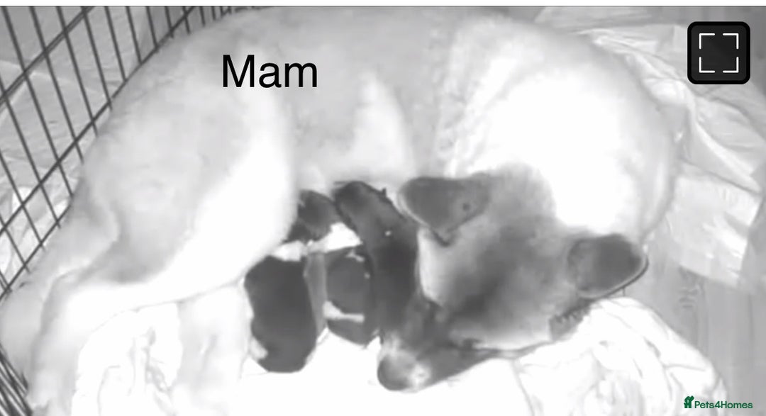 Akita dogs for sale: Big bear head Akita 1 year old  - Advert 2