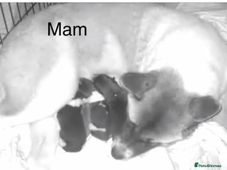 Akita dogs Big bear head Akita 1 year old - Advert 1