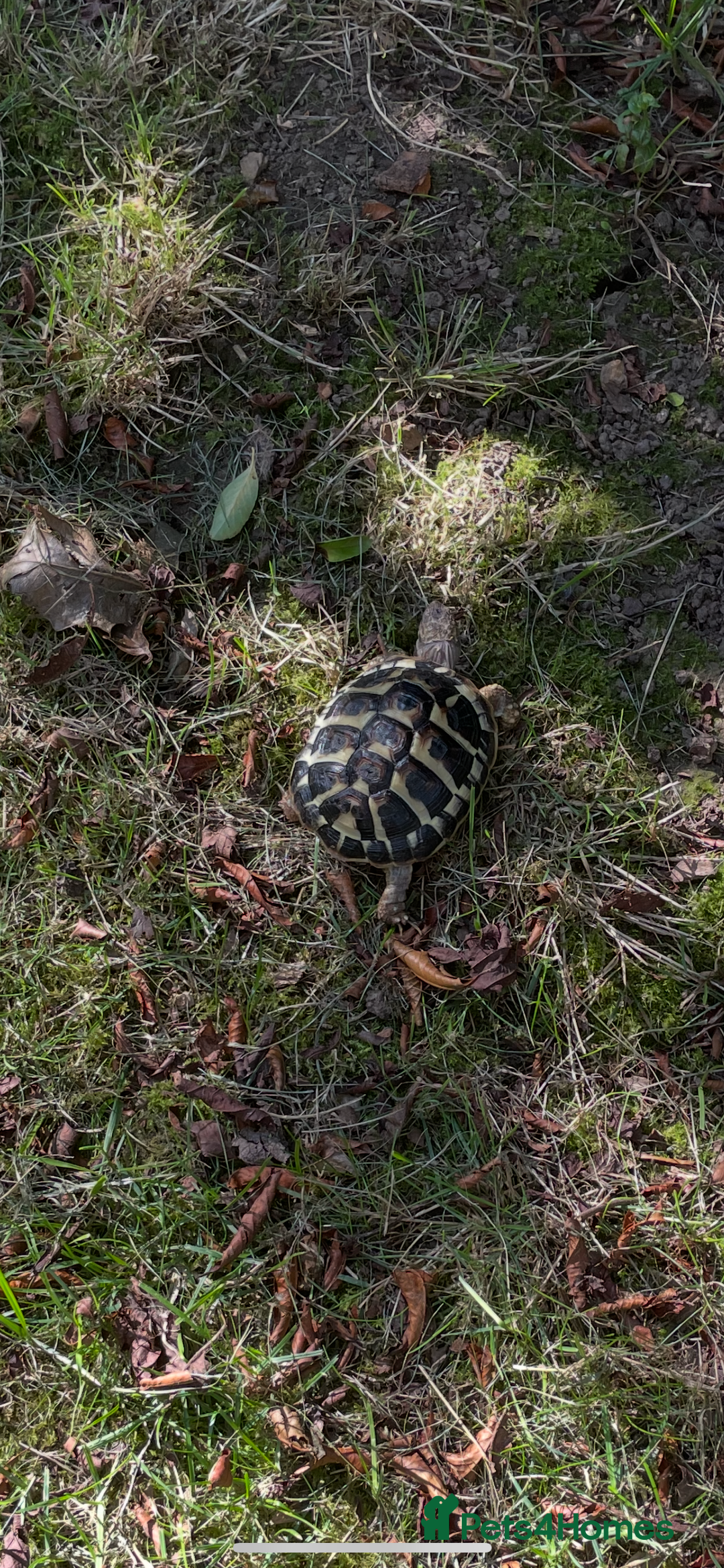 Hermann Tortoise reptiles for sale: Testudo Hermanns Tortoise  - Image 3