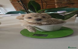 Maltipoo dogs for sale: 🐾 🐾3 Beautiful Maltipoo Girls Available! 🐾 - Image 24