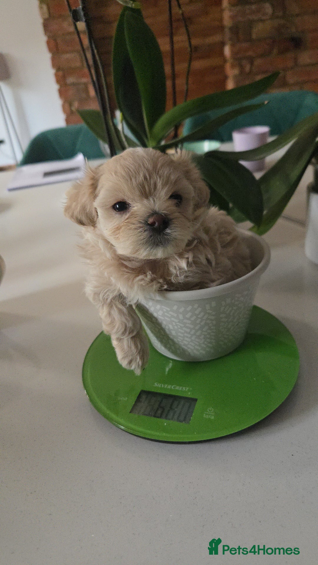 Maltipoo dogs for sale: 🐾 🐾3 Beautiful Maltipoo Girls Available! 🐾 - Image 24
