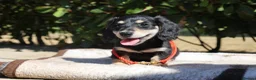 Miniature Dachshund dogs for sale: EXCEPTIONAL KC CREAM & BLACK/CREAM PUPPIES  - Advert 17