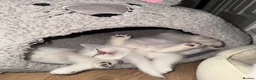 British Shorthair cats for sale: Fluffy British Shorthair & Fold Kittens 🐈‍⬛  - Advert 9