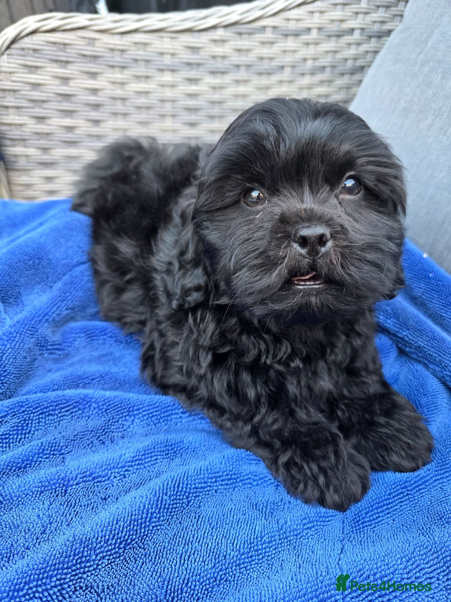 Shihpoo dogs Shihpoo puppies  - Advert 17