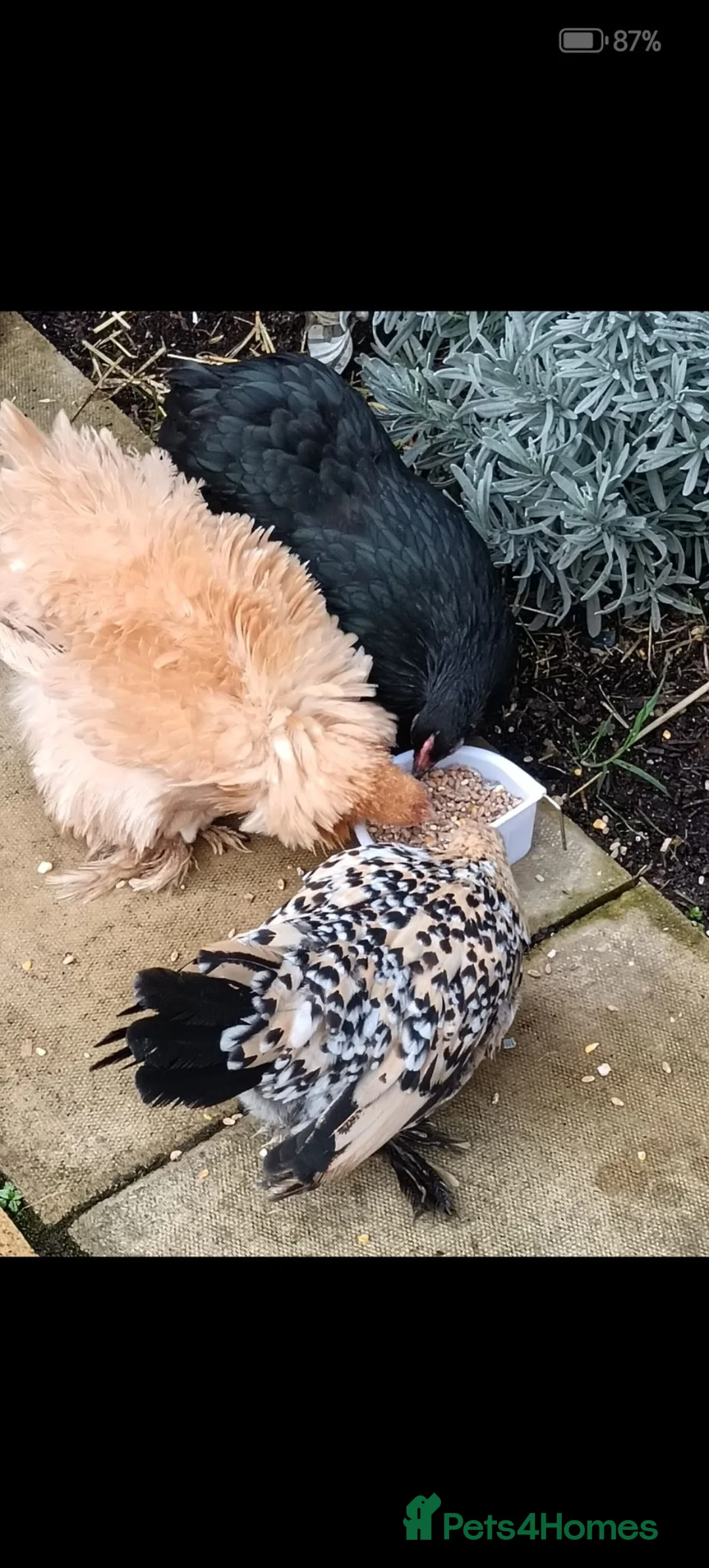 Chickens poultry for sale: 3 bantam hens in Havant - Advert 2