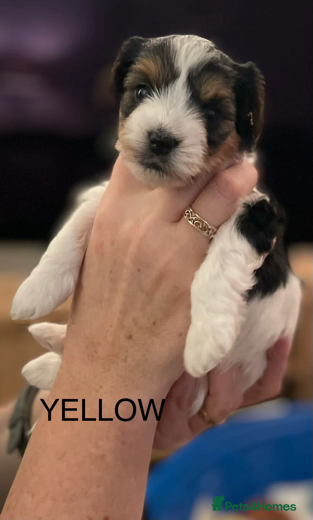 Biewer Terrier dogs for sale: Biewer Terrier Puppies  - Advert 16