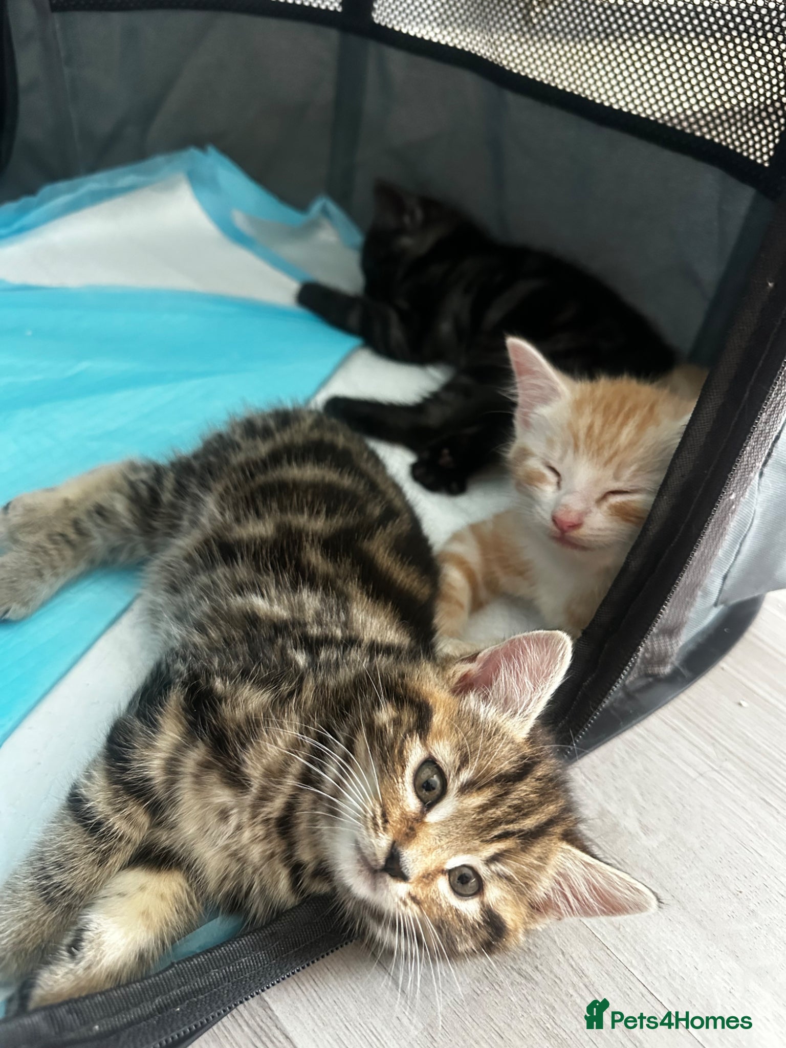 Domestic Shorthair cats for sale: Last Tabby female remaining  - Advert 3