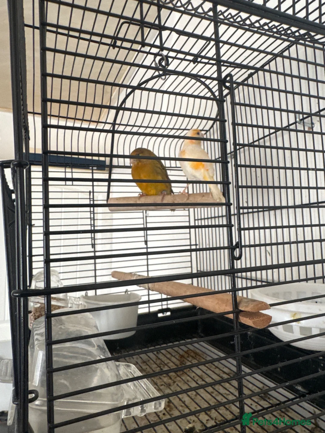 Mixed Breed birds for sale: Canaries  in Manchester - Advert 2