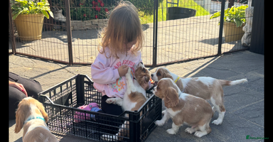 Cavalier King Charles Spaniel dogs - Advert 11