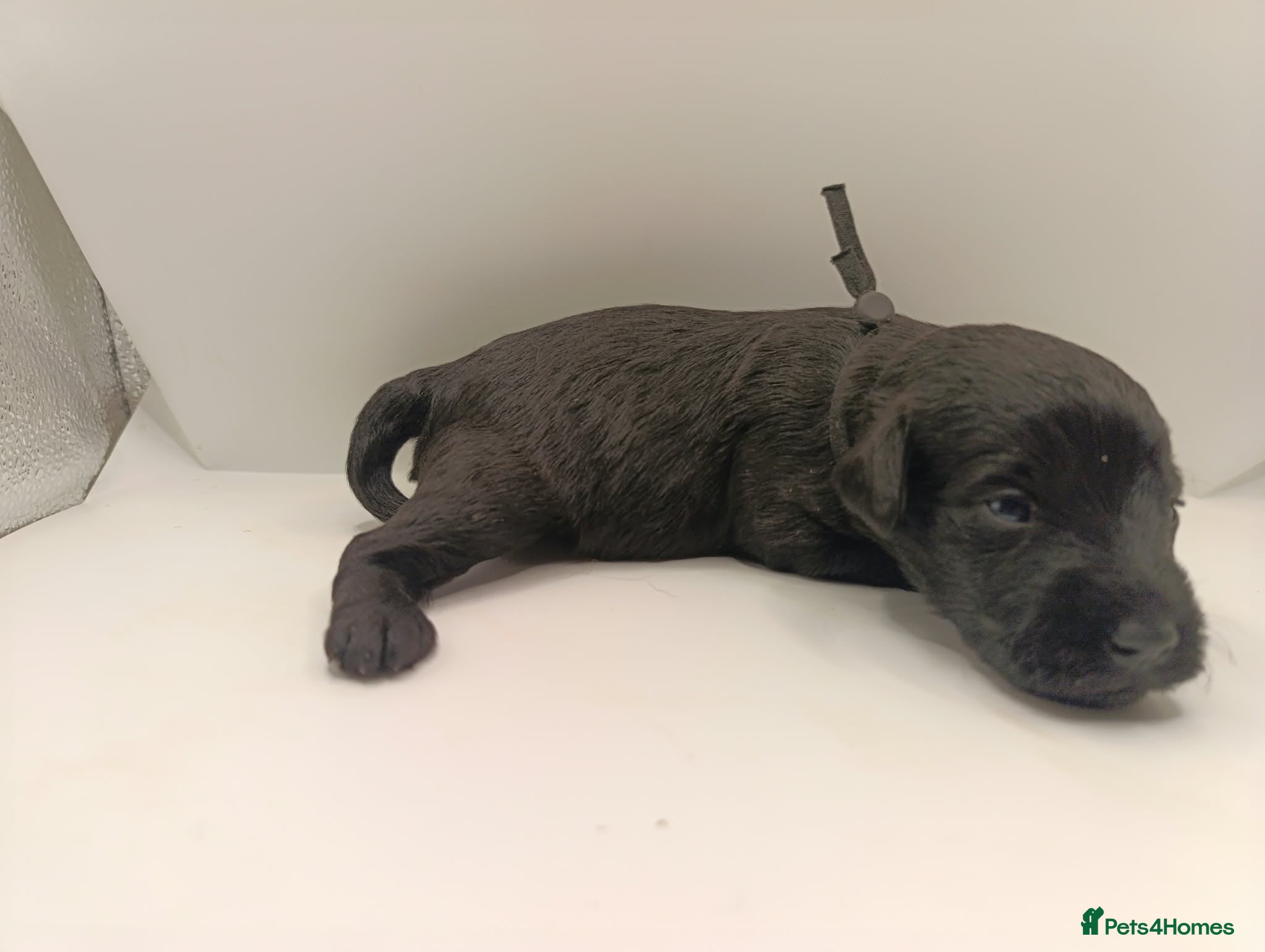 Schnoodle dogs Exceptional F1 Blue Schnoodle Puppies  - Advert 2
