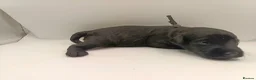 Schnoodle dogs for sale: Exceptional F1 Blue Schnoodle Puppies  - Advert 3