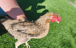 Chickens poultry for sale: 7 Chickens and young chickens for sale  - Image 7