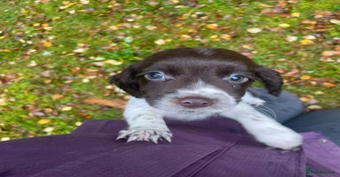 English Springer Spaniel dogs - Advert 4