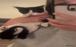 Mixed Breed cats for sale: 1x Black&white female, 1x full black male  - Image 5