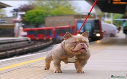 American Bully dogs for sale: POCKET BULLY PUPS AVAILABLE 🩷 - Image 7